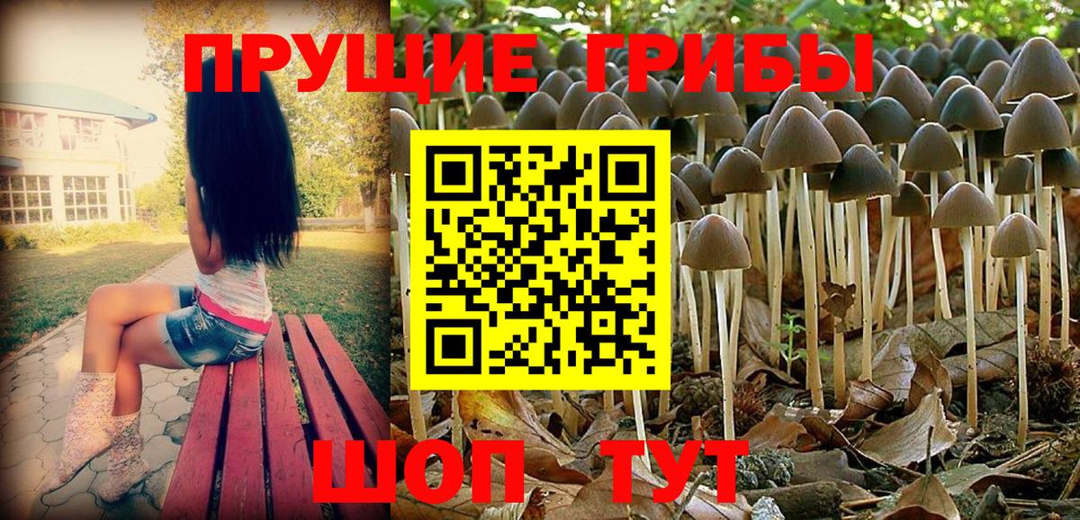 Галлюциногенные грибы Psilocybe Железногорск